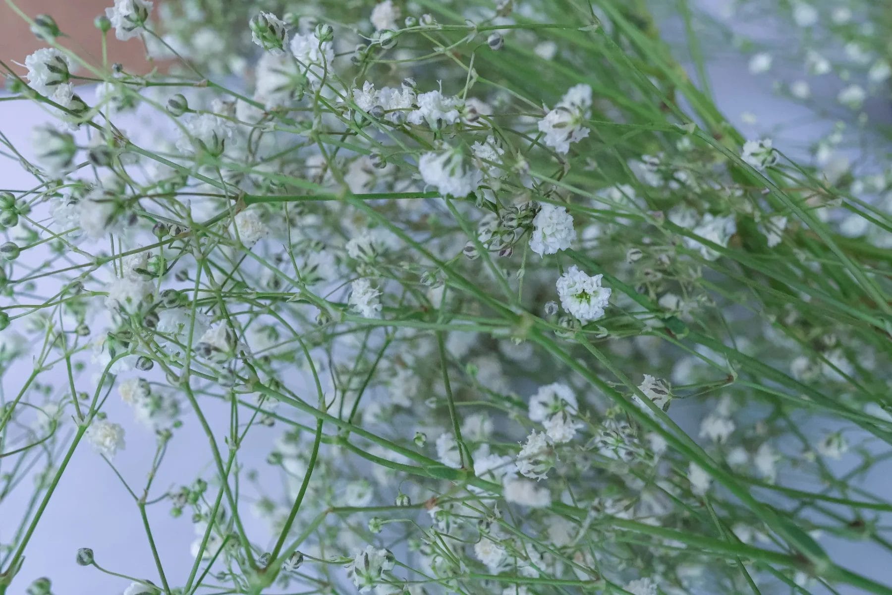 Close-up of delicate white baby's breath flowers with slender green stems. The small blooms are clustered together, creating a light and airy texture against a soft background. Huntersville event venue