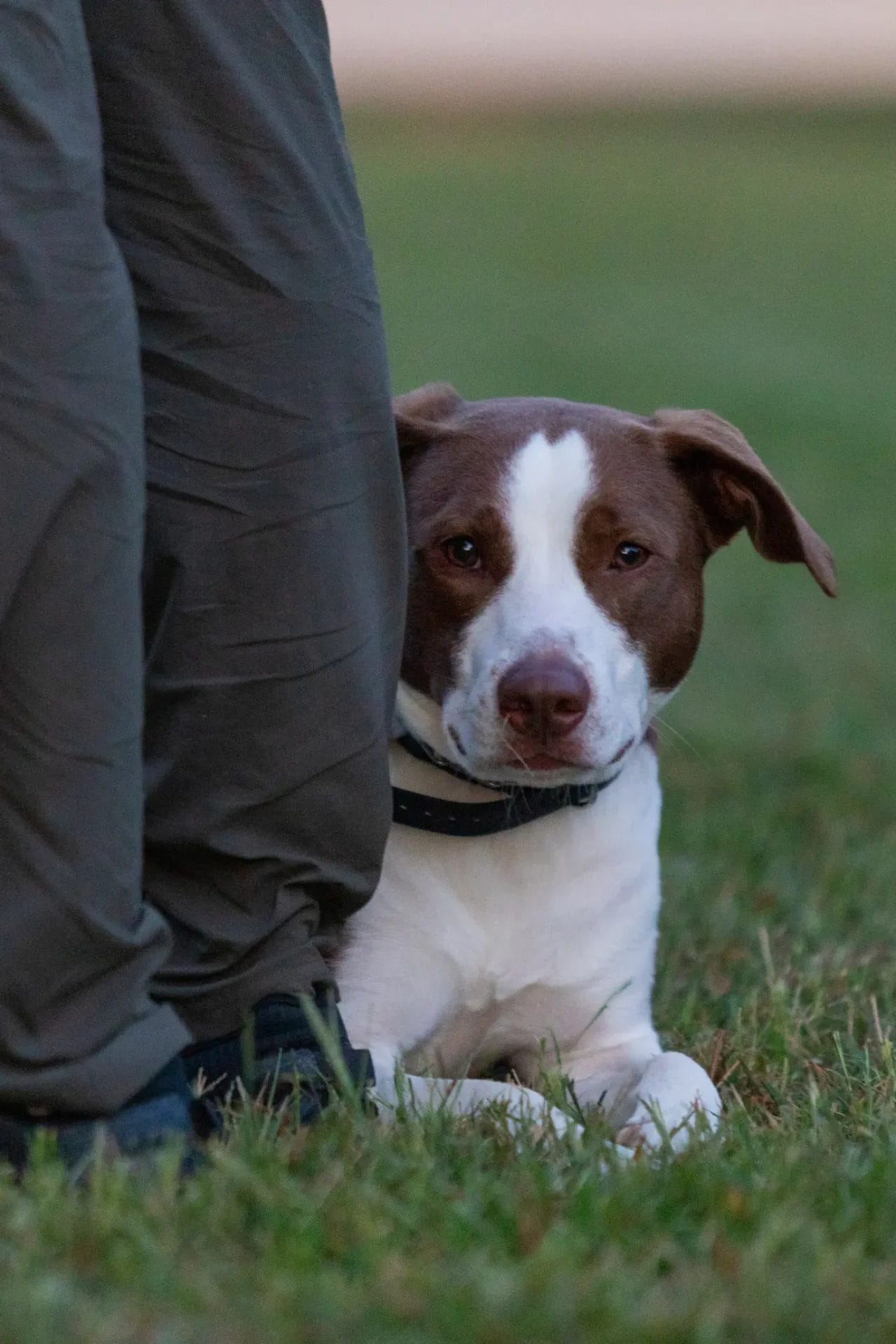 - Manjal Manor - Dog Training in Huntersville at Manjal Manor by Command Canine 10