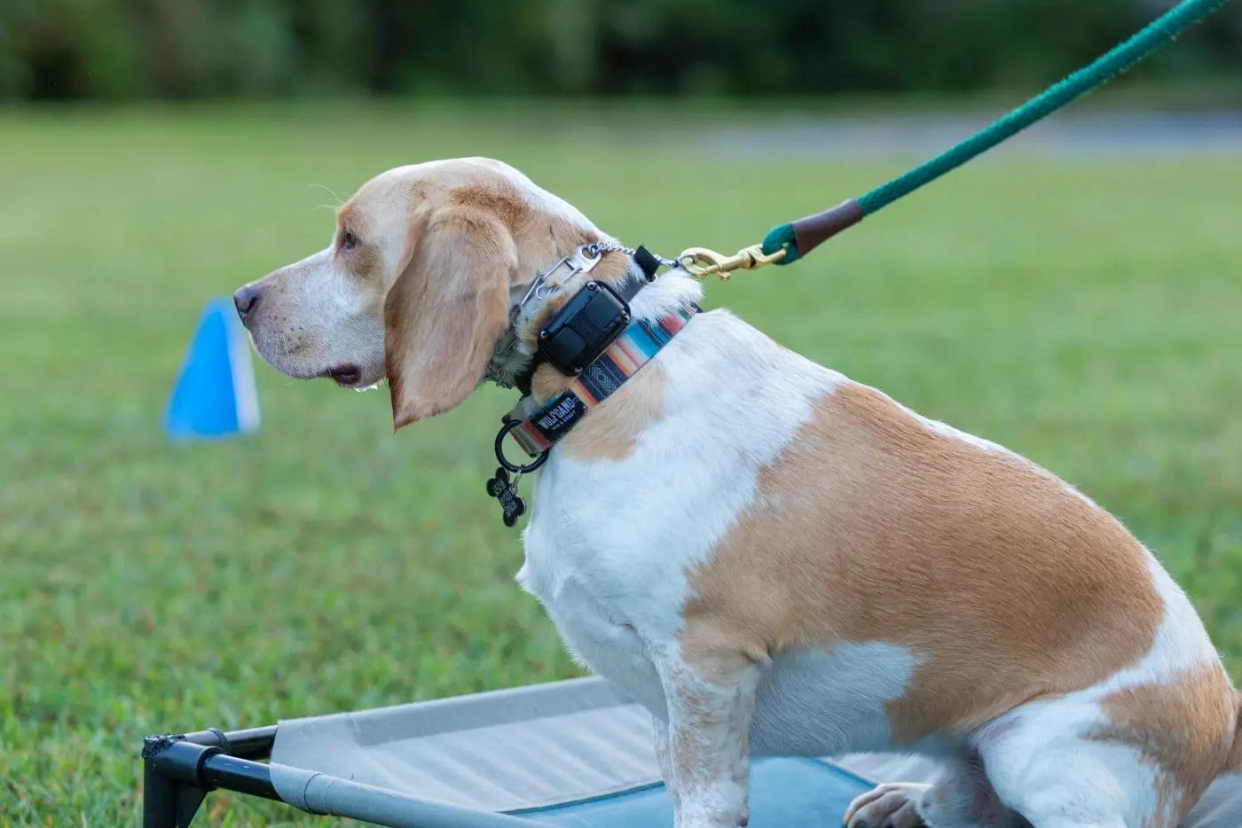 - Manjal Manor - Dog Training in Huntersville at Manjal Manor by Command Canine 20